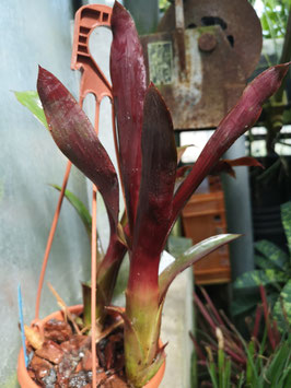 Aereococcus parviflorus "Red"