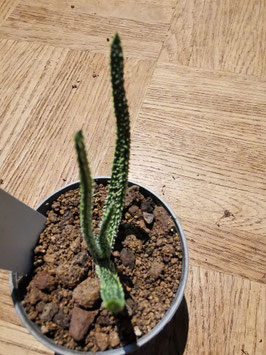 Aloe delicatifolia