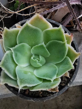 Echeveria simulans "Laguna Sanchez"