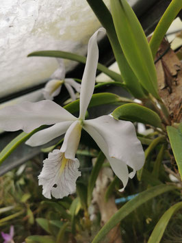 Cattleya maxima var.  coerulea