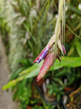 Tillandsia floribunda