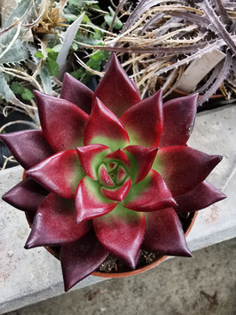 Echeveria "Colorata Tapaipa" x "Romeo Rubin"