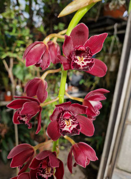 Cymbidium "Ruby Turner"
