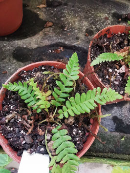 Blechnum spicant "Anaga"