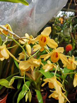 Dendrobium moschatum