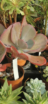 Echeveria gibbiflora "Metallica"