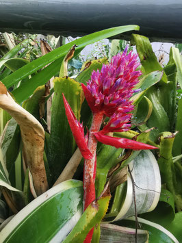 Aechmea aripensis "Raspberry"