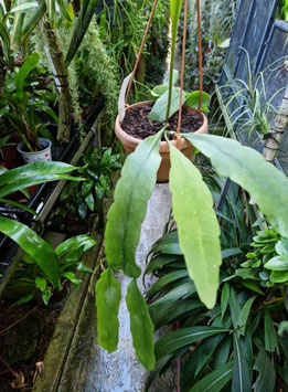 Epiphyllum pumilum