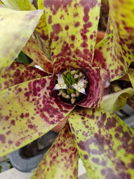 Neoregelia "Caviar"