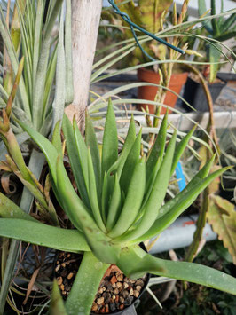 Dudleya ingens