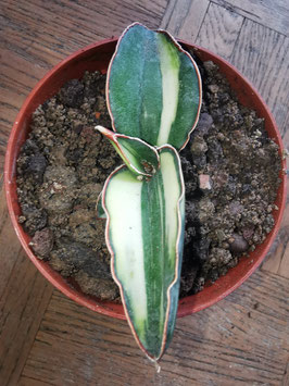 Sansevieria robusta "White variegated"