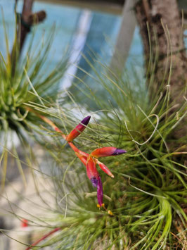 Tillandsia fuchsii var. stephanii