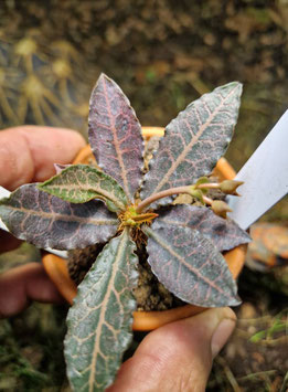 Euphorbia francoisii ssp. crassicaulis