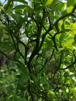 Poncirus trifoliata "Flying Dragon"