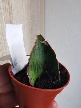 Sansevieria "As Silk"