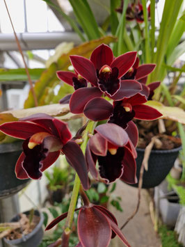 Cymbidium "Cali Night"