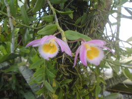 Dendrobium loddigesii