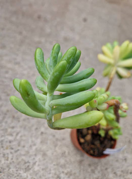 Sedum pachyphyllum