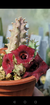 Huernia hallii