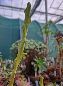 Euphorbia imerina