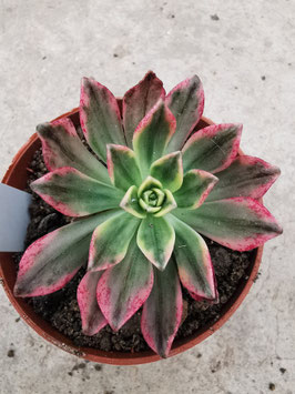 Aeonium "Green Tea"