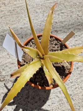 Hechtia spec. El Mate