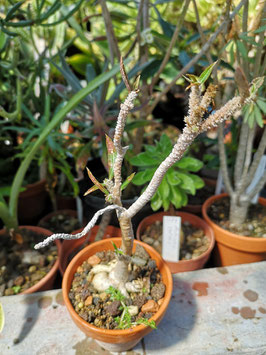 Euphorbia waringiae