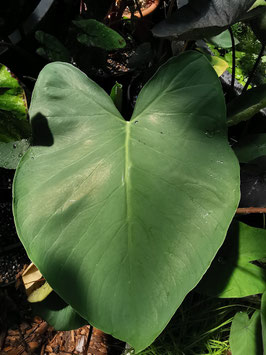 Colocasia esculenta "Blue Hawaii"