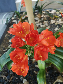 Clivia miniata "Orange Bells"