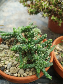 Euphorbia gorgonis