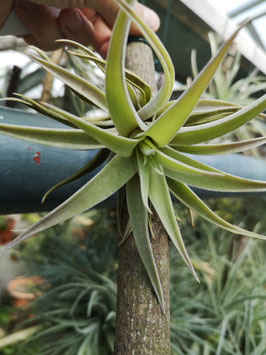 Tillandsia hondurensis