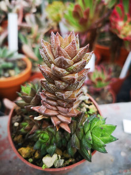 Haworthia resendeana