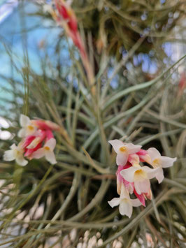 Tillandsia jucunda