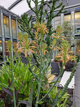 Aloe somaliensis