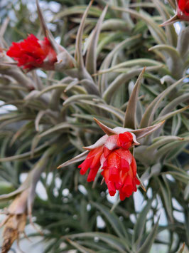 Tillandsia edithae
