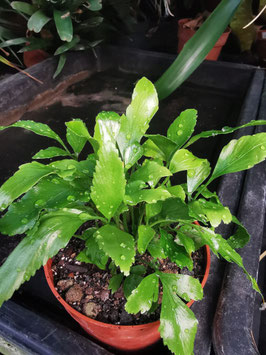 Asplenium oblongifolia