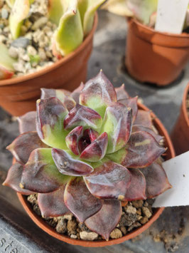 Echeveria "Dark Chocolate"