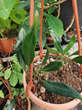 Elaphoglossum metallicum