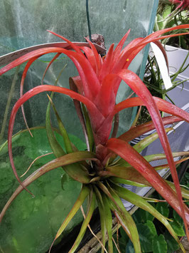Tillandsia capitata var. guzmanioides