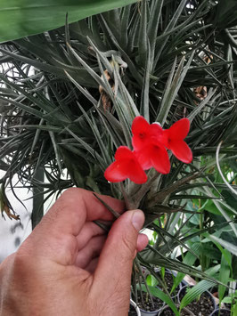 Tillandsia albertiana x edithae