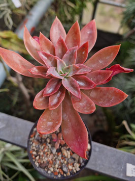 Echeveria rosea "Pico de Orizaba"