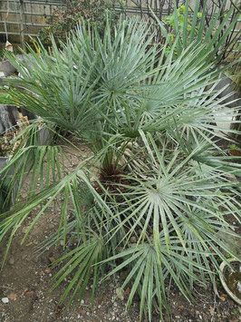 Chamaerops humilis "Cerifera"