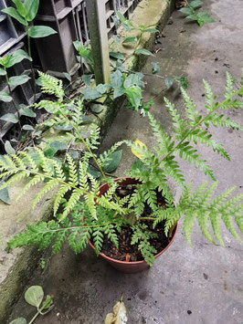 Cyathea "New Caledonian Red"