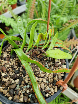 Pyrrosia spec. "Cameron Highlands"