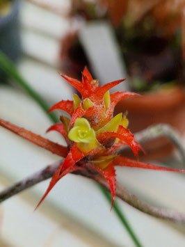 Acanthostachys strobilacea