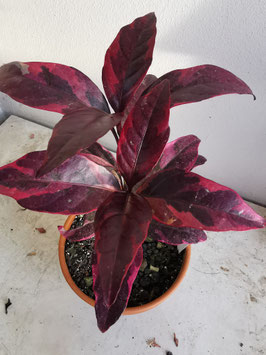 Pseuderanthemum carruthersii "Pink"