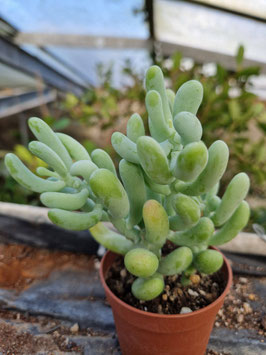 Sedum allantoides