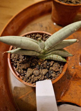 Sansevieria "Boncel Platinum"