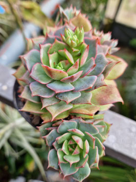 Echeveria "Ramillete"