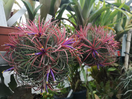 Tillandsia ionantha  red